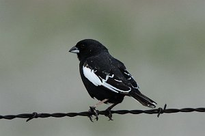 Bunting, Lark, 2015-05268429 Pawnee National Grasslands, CO